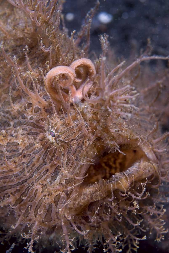 Indonesia, Hairy frogfish that uses its lure